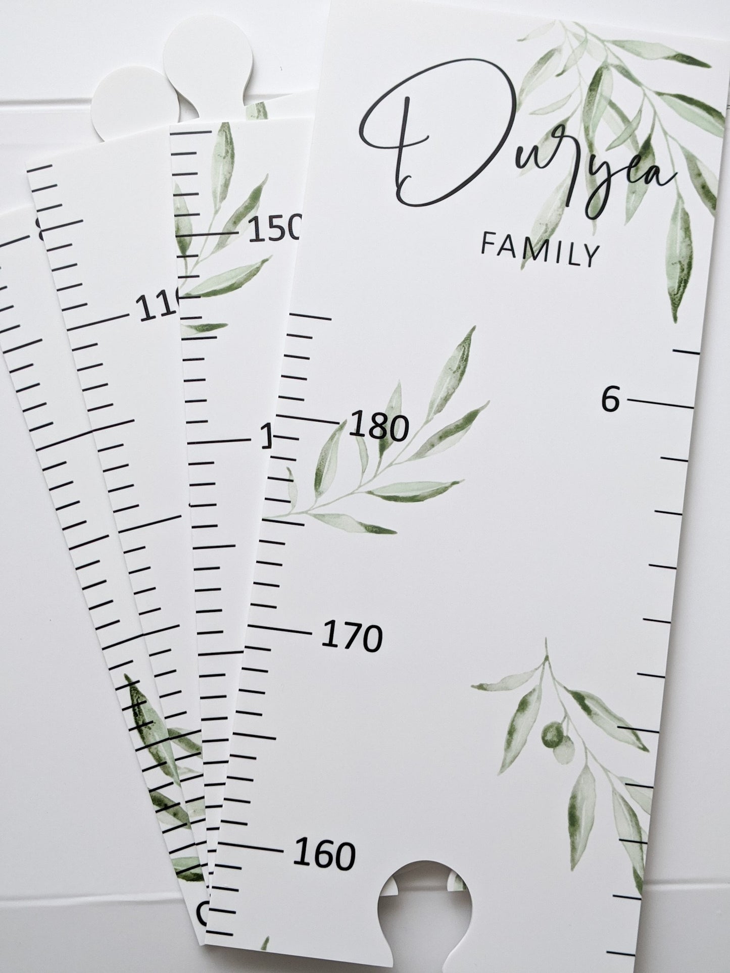 Olive Leaf Height Chart